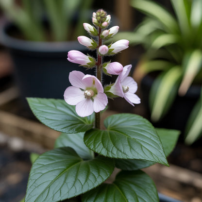 White Turtlehead Flower Seeds for Long-Lasting Hardy Planting  Seed for Lovely Outdoor Displays