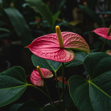Anthurium Andraeanu Cream Seeds: Perfect for Lush Indoor Gardens and Tropical Displays