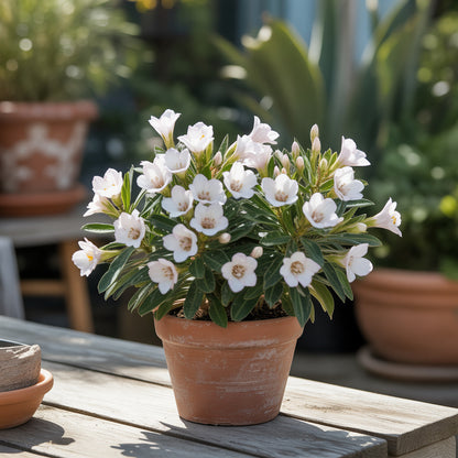 Bourreria Cassinifolia Seeds for Planting