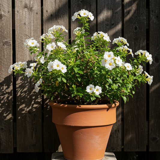 Bourreria Cassinifolia Seeds for Planting