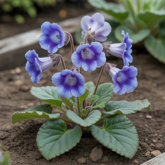 Planting Seeds for Blue Asarina Gloxinia Flowers