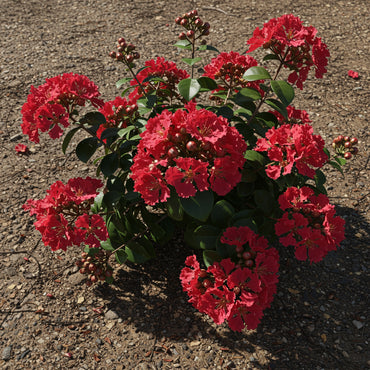 Red Loropetalum Flower Planting Seeds for Vibrant Gardens