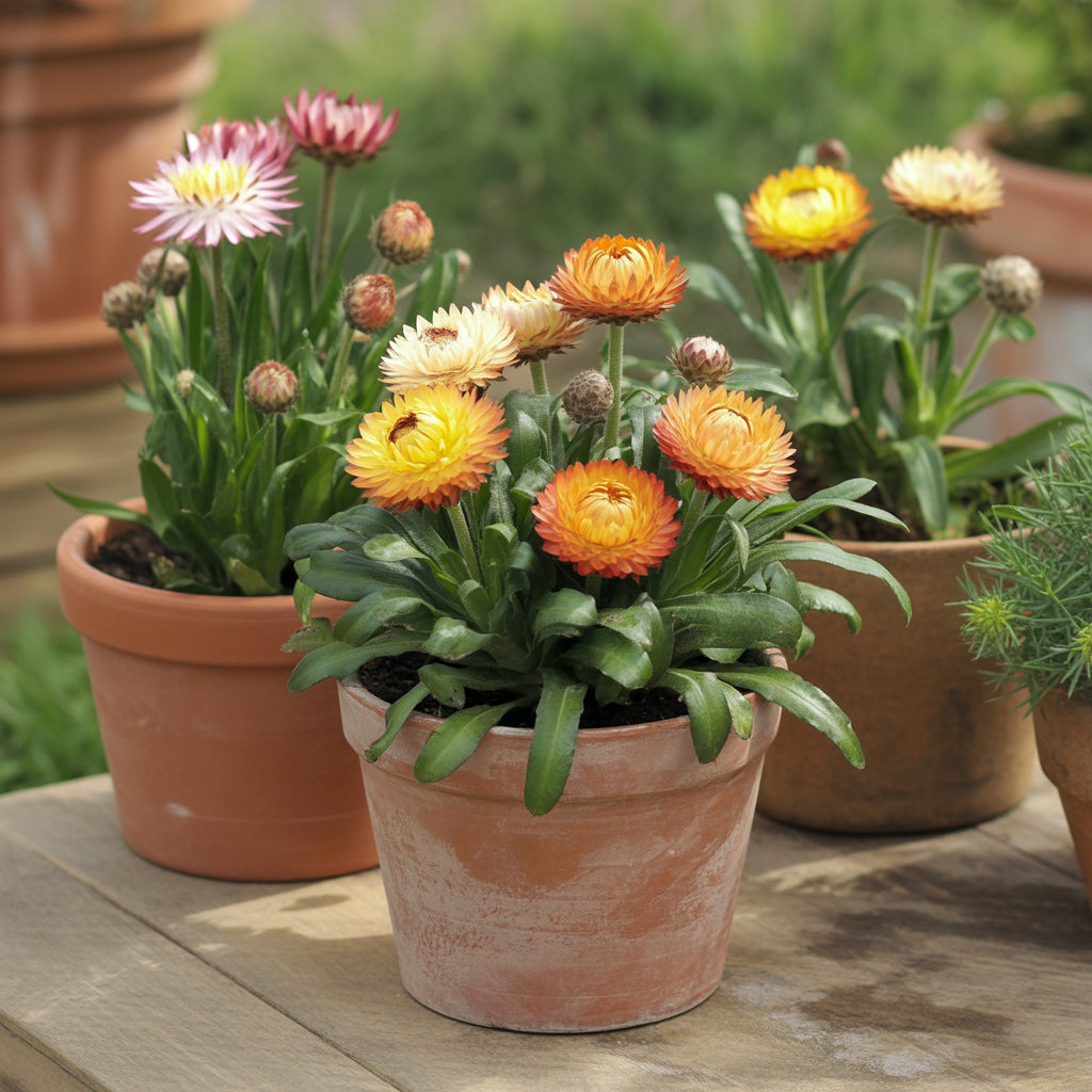 Yellow Orange Straw Flower Planting Seeds