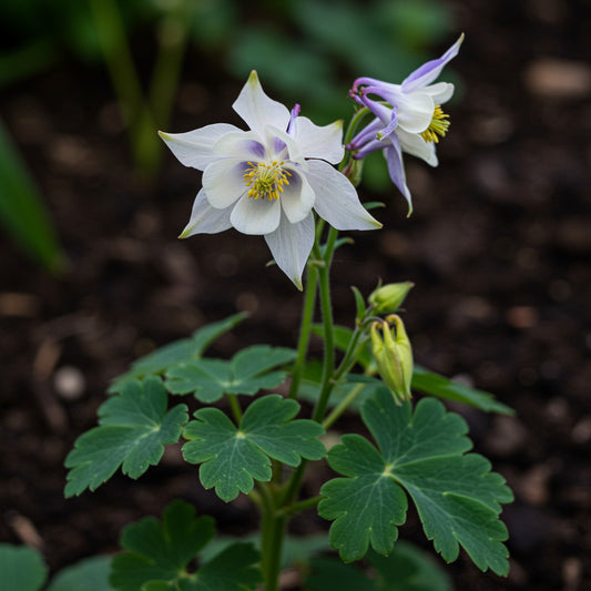 Planting White Violet Aquilegia Flower Seeds for Gorgeous Garden Blooms