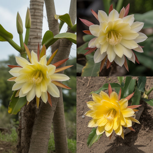 Yellow Epiphyllum Flower Planting Seeds