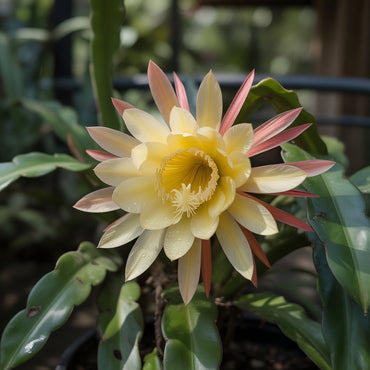 Yellow Epiphyllum Flower Planting Seeds