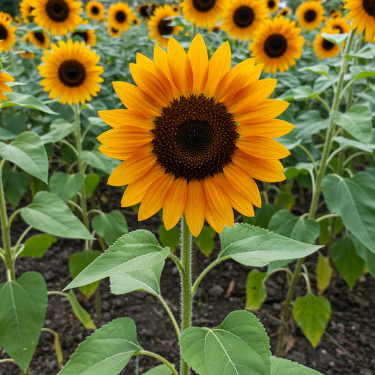 Orange Sunflower Seeds for Planting