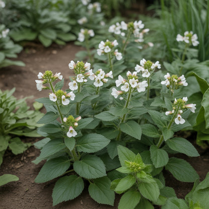 White Pellitory Flower Seeds for Planting  Ideal for Adding Delicate Elegance to Your Garden