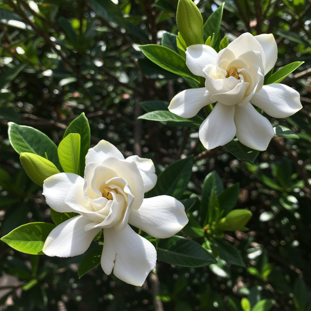 White Loral Gardenia Seeds for Planting  Beautiful Fragrant Flowers