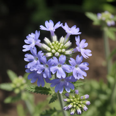 Blue Verbena Hastata Flower Seeds for Planting