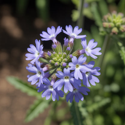 Blue Verbena Hastata Flower Seeds for Planting