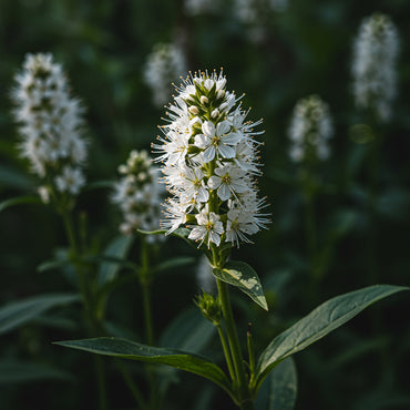 White Physostegia Seeds for Planting  Seed for Fresh, Classic Garden Style with Beautiful White Flowers