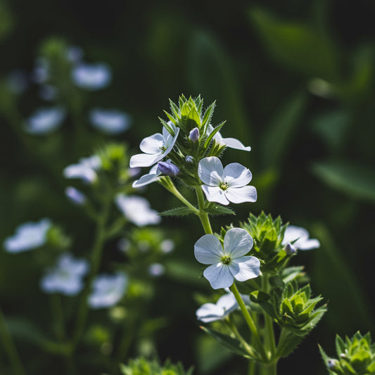 White Blue Maculata Flower Seeds for Planting  Ideal for Creating Stunning Garden Blooms and Attracting Pollinators