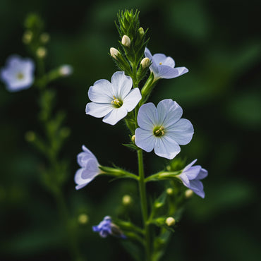 White Blue Maculata Flower Seeds for Planting  Ideal for Creating Stunning Garden Blooms and Attracting Pollinators