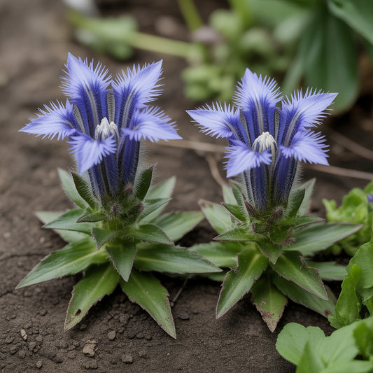 Blue Gentian Fringed Flower Seeds for Planting | Stunning Perennial Blooms