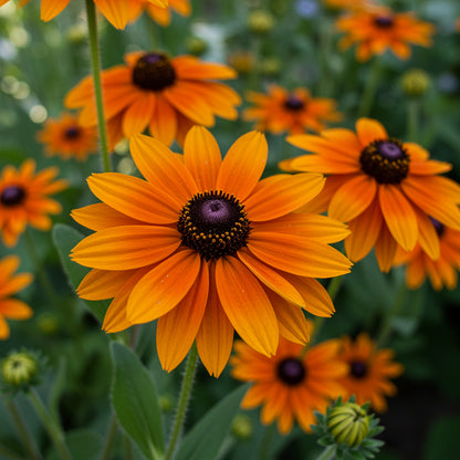 Orange Rudbeckia Flower Seeds for Planting - Vibrant Garden Blooms