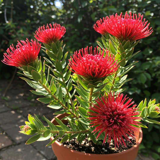 Red Pincushion Flower Planting  Seeds for Vibrant Blossoms in Your Garden