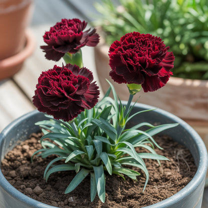 Black Carnation Seeds for Planting