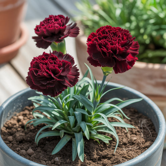 Black Carnation Seeds for Planting