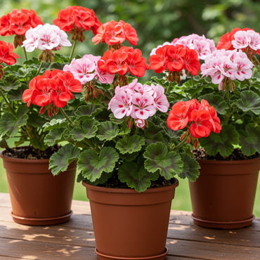 Red White Pelargonium Seeds for Planting  Vibrant Perennial Flowers