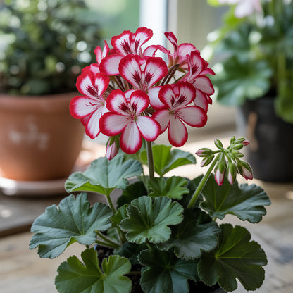 Red White Pelargonium Seeds for Planting  Vibrant Perennial Flowers