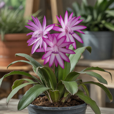 Violet Schlumbergera Seeds for Easy Planting
