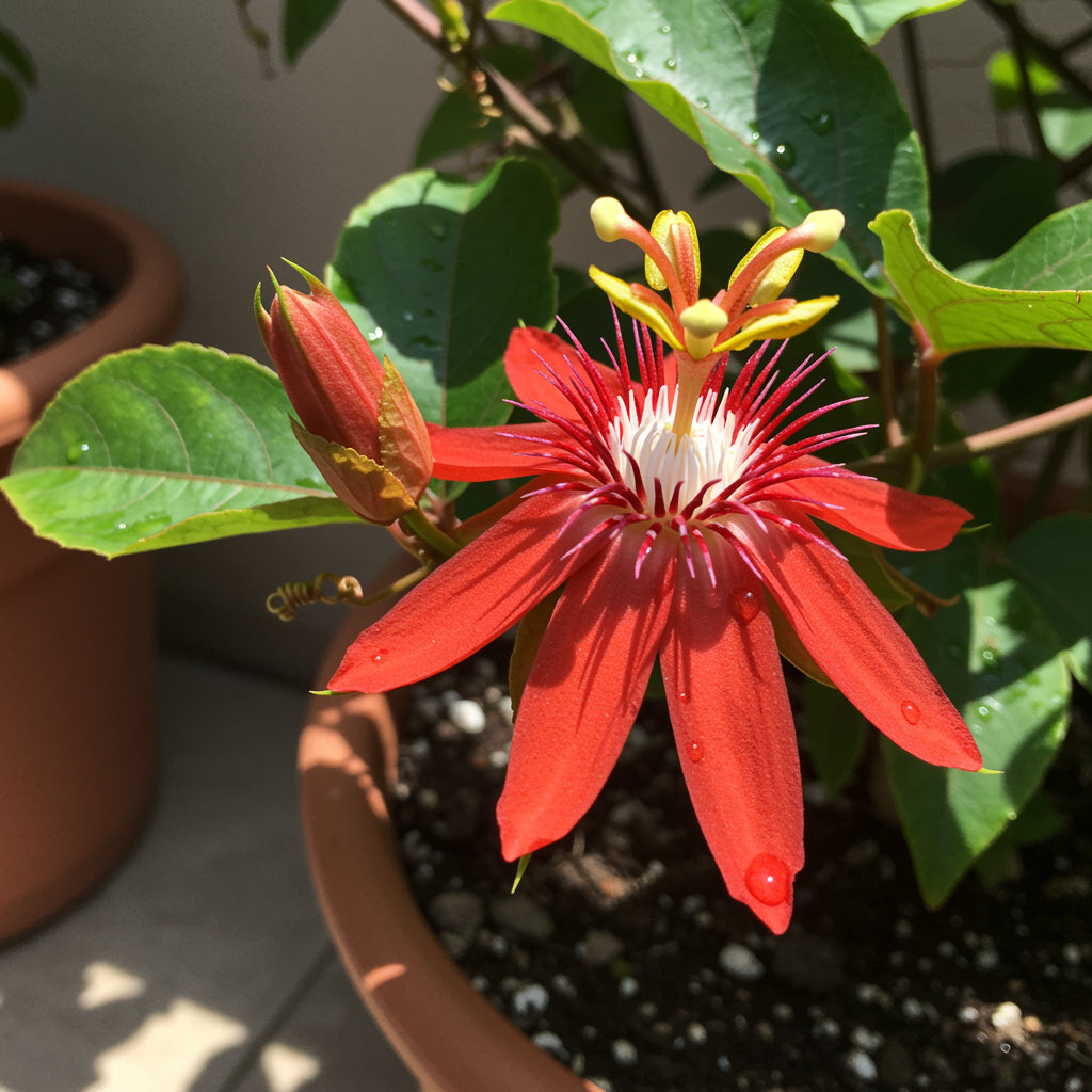 Red Passiflora Alata Seeds for Planting  Exotic Tropical Flowers