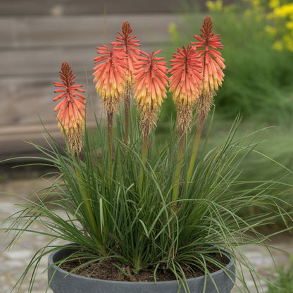 Red Kniphofia Caulescens Seeds for Planting - Vibrant Perennial Flowers