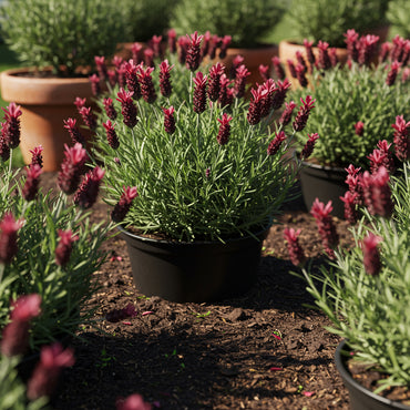 Red Lavender Planting Seeds for Beautiful Blooms