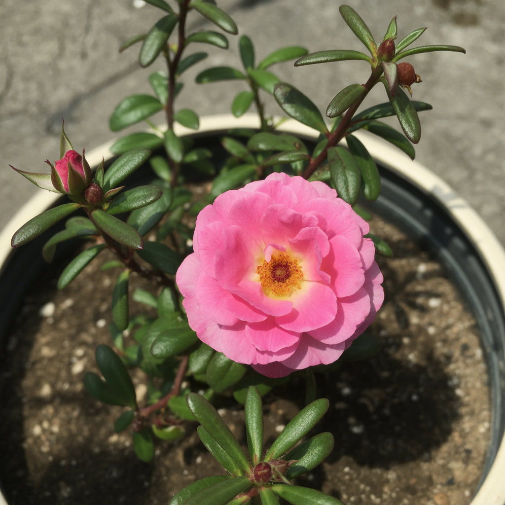 Pink Portulaca Rose Flower Seeds for Vibrant Garden Planting