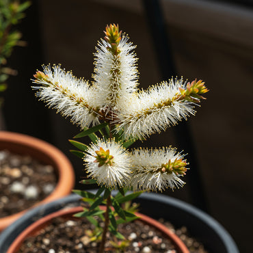 White Melaleuca Tree Seeds for Lush Planting - Seed for Healthy Trees and Garden Elegance