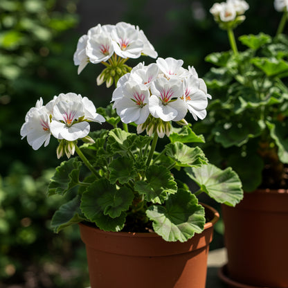 White Geranium Pelargonium Flower Planting for Your Garden  Seeds for Stunning Blossoms