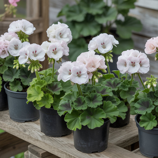 White Geranium Pelargonium Flower Planting for Your Garden  Seeds for Stunning Blossoms