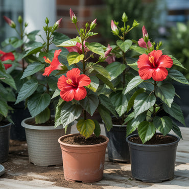Red Hibiscus Flower Seeds for Easy Planting and Stunning Garden Blooms