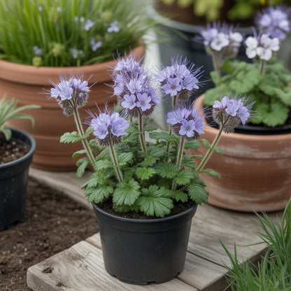 Purple Phacelia Seeds  Vibrant Flower Planting