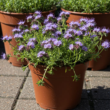 Purple Phacelia Seeds  Vibrant Flower Planting
