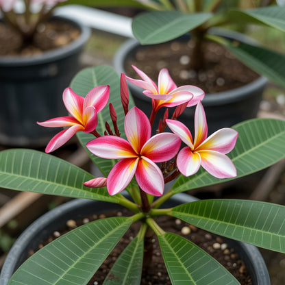 Pink Yellow Egg Flower Seeds for Planting  Vibrant Annual Blooms