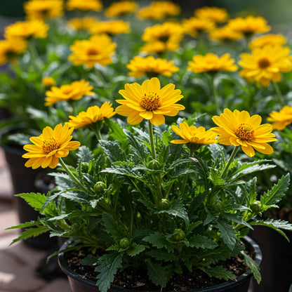 Yellow & White Dinteranthus Seeds for Planting