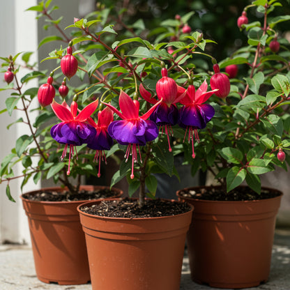 Purple Red Fuchsia Flower Seeds for Planting