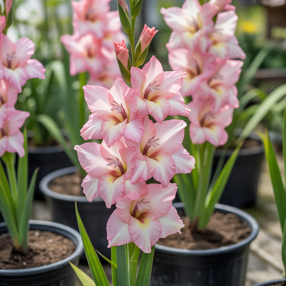 Baby Pink Gladiolus Seeds for Planting