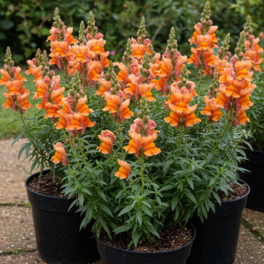 Orange Snapdragon Flower Seeds for Planting - Brighten Your Garden with Vibrant Annuals