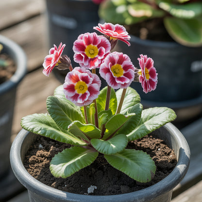 Brown Primula Auricula Flower Seeds for Planting