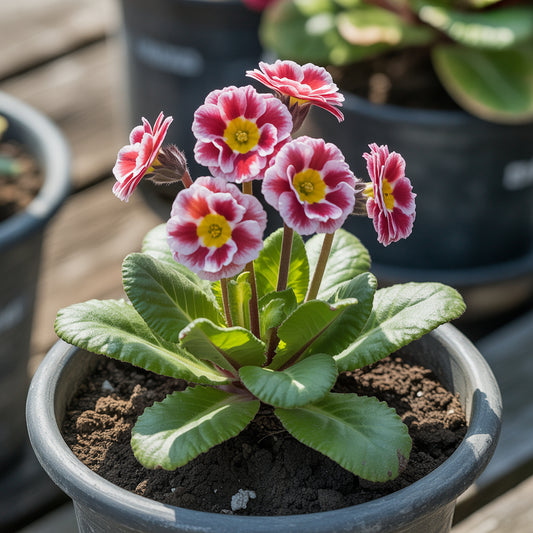 Brown Primula Auricula Flower Seeds for Planting