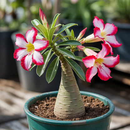 Pink Adenium Obesum Seeds for Easy Planting
