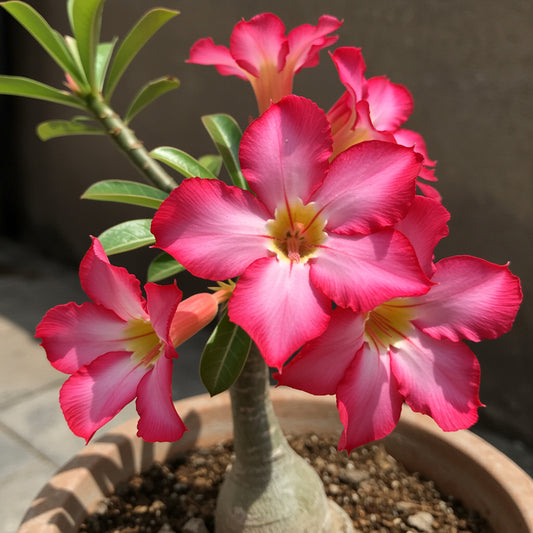 Pink Adenium Obesum Seeds for Easy Planting