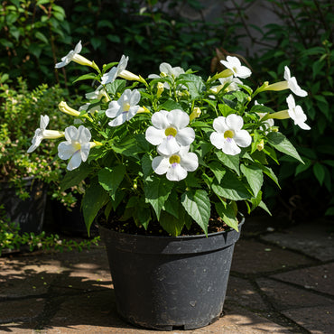 White Thunbergia Alata Flower Seeds for Planting - Seed for Graceful Climbers and Lush Greenery in Your Garden