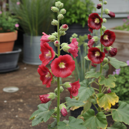 Red Hollyhock Flower Seeds - Easy to Grow, Perfect for Garden Planting