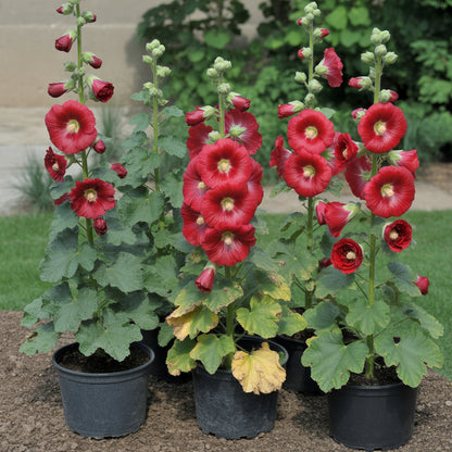 Red Hollyhock Flower Seeds - Easy to Grow, Perfect for Garden Planting