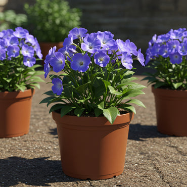 Blue Anchusa Seeds - Perfect for Planting