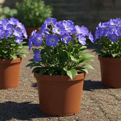 Blue Anchusa Seeds - Perfect for Planting
